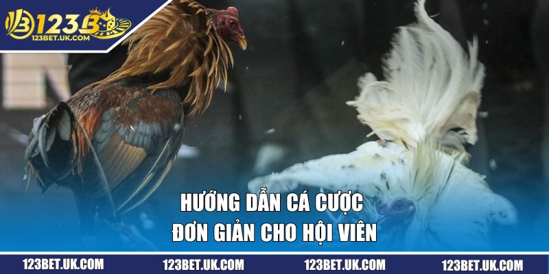 Hướng dẫn cá cược đơn giản cho hội viên