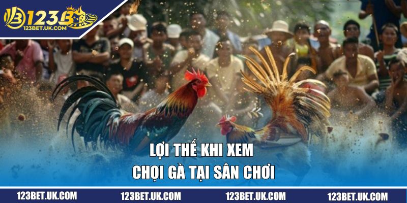 Lợi thế khi xem chọi gà tại sân chơi